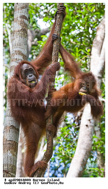 Pongo pygmaeus, ������, ���������, ������ Leakey, ����� Danau Buaya, ��������, ���������, ��������, ��������, �������������, �������������, �����, �����, ��������, Hominidae, ���������� ���������, �������������� ���������, Pongo pygmaeus,  Pithecus wallichii, Pithecus wallacei, ��������, ��������, XYZ