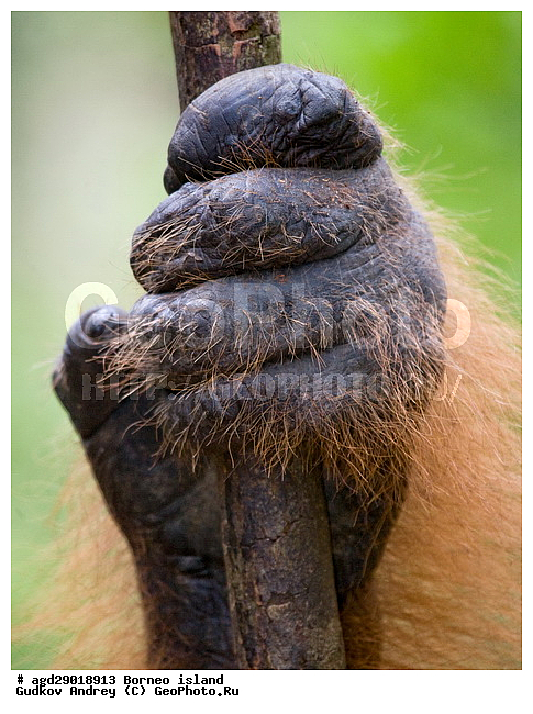 Pongo pygmaeus, ������, ���������, ������ Leakey, ����� Danau Buaya, ��������, ���������, ��������, ��������, �������������, �������������, �����, �����, ��������, Hominidae, ���������� ���������, �������������� ���������, Pongo pygmaeus,  Pithecus wallichii, Pithecus wallacei, ��������, ��������, XYZ