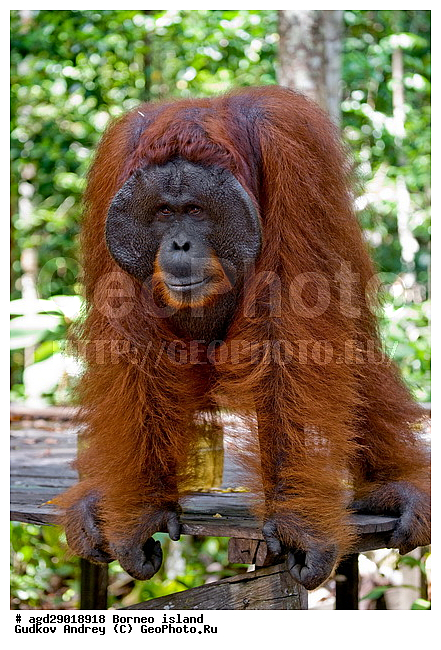 Pongo pygmaeus, ������, ���������, ������ Leakey, ����� Danau Buaya, ��������, ���������, ��������, ��������, �������������, �������������, �����, �����, ��������, Hominidae, ���������� ���������, �������������� ���������, Pongo pygmaeus,  Pithecus wallichii, Pithecus wallacei, ��������, ��������, XYZ