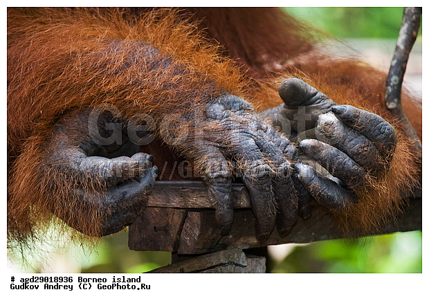 Pongo pygmaeus, ������, ���������, ������ Leakey, ����� Danau Buaya, ��������, ���������, ��������, ��������, �������������, �������������, �����, �����, ��������, Hominidae, ���������� ���������, �������������� ���������, Pongo pygmaeus,  Pithecus wallichii, Pithecus wallacei, ��������, ��������, XYZ