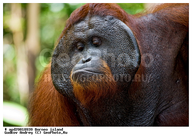 Pongo pygmaeus, ������, ���������, ������ Leakey, ����� Danau Buaya, ��������, ���������, ��������, ��������, �������������, �������������, �����, �����, ��������, Hominidae, ���������� ���������, �������������� ���������, Pongo pygmaeus,  Pithecus wallichii, Pithecus wallacei, ��������, ��������, XYZ