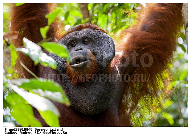 Pongo pygmaeus, ������, ���������, ������ Leakey, ����� Danau Buaya, ��������, ���������, ��������, ��������, �������������, �������������, �����, �����, ��������, Hominidae, ���������� ���������, �������������� ���������, Pongo pygmaeus,  Pithecus wallichii, Pithecus wallacei, ��������, ��������, XYZ