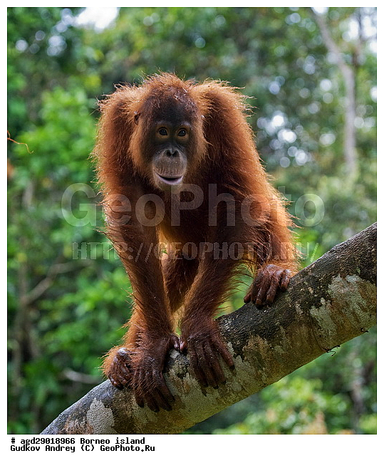 Pongo pygmaeus, ������, ���������, ������ Leakey, ����� Danau Buaya, ��������, ���������, ��������, ��������, �������������, �������������, �����, �����, ��������, Hominidae, ���������� ���������, �������������� ���������, Pongo pygmaeus,  Pithecus wallichii, Pithecus wallacei, �����, �����, ��������, ��������, XYZ