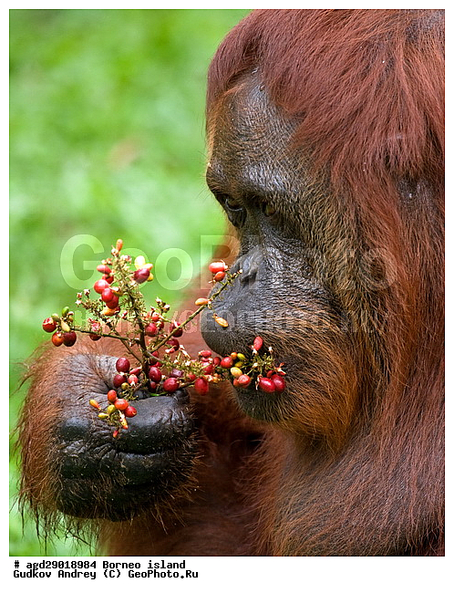 Pongo pygmaeus, ������, ���������, ������ Leakey, ����� Danau Buaya, ��������, ���������, ��������, ��������, �������������, �������������, �����, �����, ��������, Hominidae, ���������� ���������, �������������� ���������, Pongo pygmaeus,  Pithecus wallichii, Pithecus wallacei, ��������, ��������, XYZ