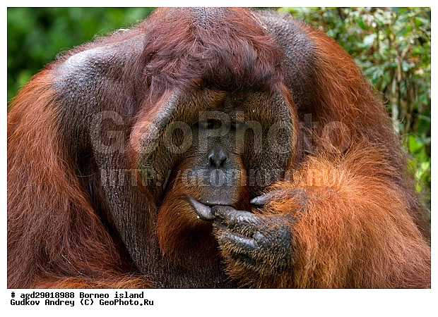 Pongo pygmaeus, ������, ���������, ������ Leakey, ����� Danau Buaya, ��������, ���������, ��������, ��������, �������������, �������������, �����, �����, ��������, Hominidae, ���������� ���������, �������������� ���������, Pongo pygmaeus,  Pithecus wallichii, Pithecus wallacei, ��������, ��������, XYZ