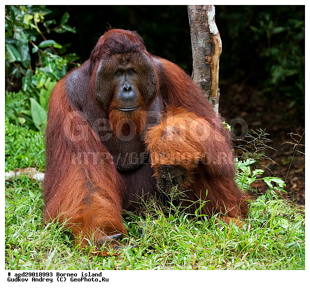 Pongo pygmaeus, ������, ���������, ������ Leakey, ����� Danau Buaya, ��������, ���������, ��������, ��������, �������������, �������������, �����, �����, ��������, Hominidae, ���������� ���������, �������������� ���������, Pongo pygmaeus,  Pithecus wallichii, Pithecus wallacei, ��������, ��������, XYZ
