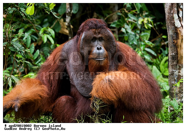 Pongo pygmaeus, ������, ���������, ������ Leakey, ����� Danau Buaya, ��������, ���������, ��������, ��������, �������������, �������������, �����, �����, ��������, Hominidae, ���������� ���������, �������������� ���������, Pongo pygmaeus,  Pithecus wallichii, Pithecus wallacei, ��������, ��������, XYZ