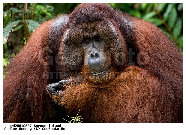 Pongo pygmaeus, ������, ���������, ������ Leakey, ����� Danau Buaya, ��������, ���������, ��������, ��������, �������������, �������������, �����, �����, ��������, Hominidae, ���������� ���������, �������������� ���������, Pongo pygmaeus,  Pithecus wallichii, Pithecus wallacei, ��������, ��������, XYZ
