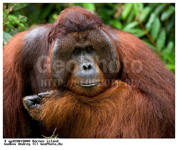 Pongo pygmaeus, ������, ���������, ������ Leakey, ����� Danau Buaya, ��������, ���������, ��������, ��������, �������������, �������������, �����, �����, ��������, Hominidae, ���������� ���������, �������������� ���������, Pongo pygmaeus,  Pithecus wallichii, Pithecus wallacei, ��������, ��������, XYZ