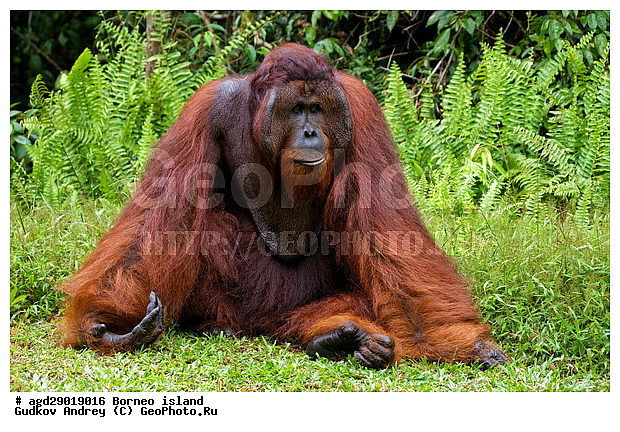 Pongo pygmaeus, ������, ���������, ������ Leakey, ����� Danau Buaya, ��������, ���������, ��������, ��������, �������������, �������������, �����, �����, ��������, Hominidae, ���������� ���������, �������������� ���������, Pongo pygmaeus,  Pithecus wallichii, Pithecus wallacei, ��������, ��������, XYZ