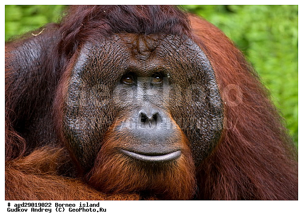 Pongo pygmaeus, ������, ���������, ������ Leakey, ����� Danau Buaya, ��������, ���������, ��������, ��������, �������������, �������������, �����, �����, ��������, Hominidae, ���������� ���������, �������������� ���������, Pongo pygmaeus,  Pithecus wallichii, Pithecus wallacei, ��������, ��������, XYZ