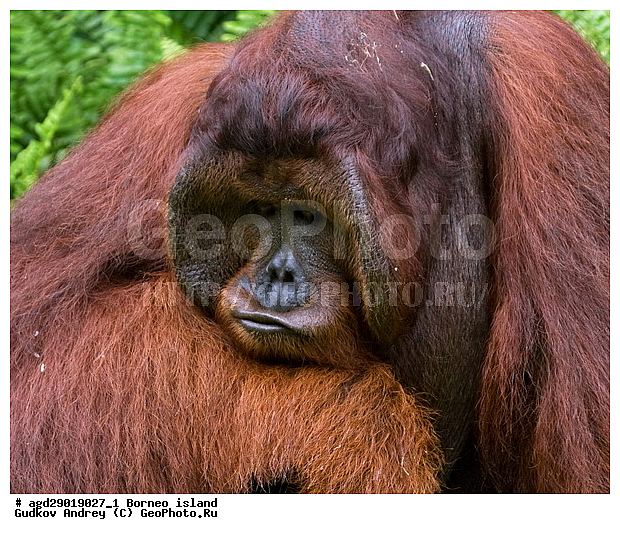 Pongo pygmaeus, ������, ���������, ������ Leakey, ����� Danau Buaya, ��������, ���������, ��������, ��������, �������������, �������������, �����, �����, ��������, Hominidae, ���������� ���������, �������������� ���������, Pongo pygmaeus,  Pithecus wallichii, Pithecus wallacei, ��������, ��������, XYZ