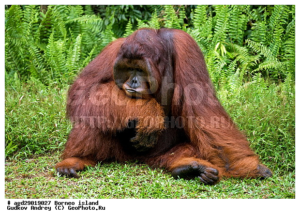 Pongo pygmaeus, ������, ���������, ������ Leakey, ����� Danau Buaya, ��������, ���������, ��������, ��������, �������������, �������������, �����, �����, ��������, Hominidae, ���������� ���������, �������������� ���������, Pongo pygmaeus,  Pithecus wallichii, Pithecus wallacei, ��������, ��������, XYZ