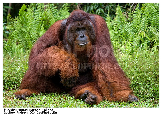 Pongo pygmaeus, ������, ���������, ������ Leakey, ����� Danau Buaya, ��������, ���������, ��������, ��������, �������������, �������������, �����, �����, ��������, Hominidae, ���������� ���������, �������������� ���������, Pongo pygmaeus,  Pithecus wallichii, Pithecus wallacei, ��������, ��������, XYZ