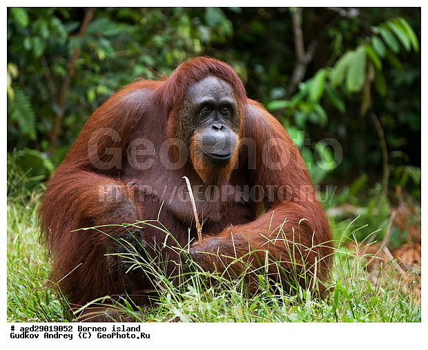 Pongo pygmaeus, ������, ���������, ������ Leakey, ����� Danau Buaya, ��������, ���������, ��������, ��������, �������������, �������������, �����, �����, ��������, Hominidae, ���������� ���������, �������������� ���������, Pongo pygmaeus,  Pithecus wallichii, Pithecus wallacei, �����, �����, ��������, ��������, XYZ