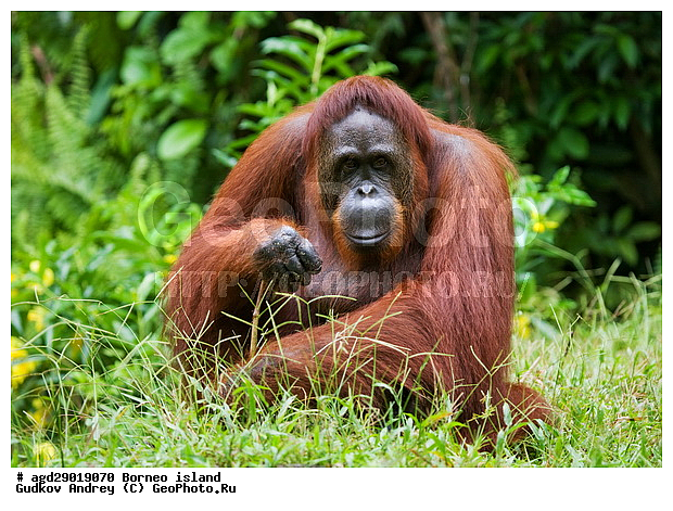 Pongo pygmaeus, ������, ���������, ������ Leakey, ����� Danau Buaya, ��������, ���������, ��������, ��������, �������������, �������������, �����, �����, ��������, Hominidae, ���������� ���������, �������������� ���������, Pongo pygmaeus,  Pithecus wallichii, Pithecus wallacei, �����, �����, ��������, ��������, XYZ