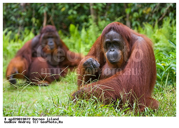 Pongo pygmaeus, ������, ���������, ������ Leakey, ����� Danau Buaya, ��������, ���������, ��������, ��������, �������������, �������������, �����, �����, ��������, Hominidae, ���������� ���������, �������������� ���������, Pongo pygmaeus,  Pithecus wallichii, Pithecus wallacei, �����, �����, ��������, ��������, XYZ