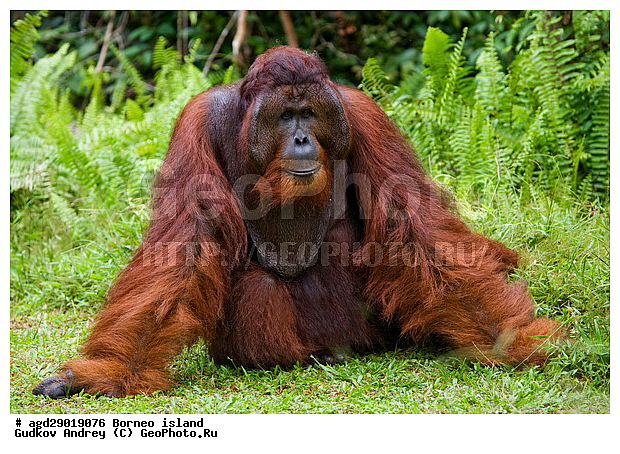 Pongo pygmaeus, ������, ���������, ������ Leakey, ����� Danau Buaya, ��������, ���������, ��������, ��������, �������������, �������������, �����, �����, ��������, Hominidae, ���������� ���������, �������������� ���������, Pongo pygmaeus,  Pithecus wallichii, Pithecus wallacei, ��������, ��������, XYZ