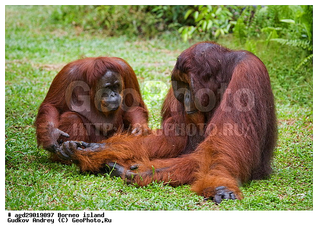 Pongo pygmaeus, ������, ���������, ������ Leakey, ����� Danau Buaya, ��������, ���������, ����, ��������, ��������, �������������, �������������, �����, �����, ��������, Hominidae, ���������� ���������, �������������� ���������, Pongo pygmaeus,  Pithecus wallichii, Pithecus wallacei, ����, ����, ��������, ��������, XYZ
