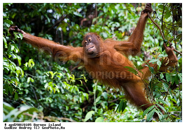 Pongo pygmaeus, ������, ���������, ������ Leakey, ����� Danau Buaya, ��������, ���������, ��������, ��������, �������������, �������������, �����, �����, ��������, Hominidae, ���������� ���������, �������������� ���������, Pongo pygmaeus,  Pithecus wallichii, Pithecus wallacei, �����, �����, ��������, ��������, XYZ