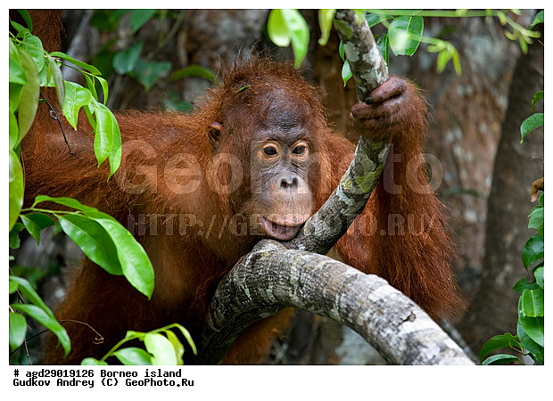 Pongo pygmaeus, ������, ���������, ������ Leakey, ����� Danau Buaya, ��������, ���������, ��������, ��������, �������������, �������������, �����, �����, ��������, Hominidae, ���������� ���������, �������������� ���������, Pongo pygmaeus,  Pithecus wallichii, Pithecus wallacei, �����, �����, ��������, ��������, XYZ
