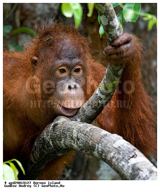 Pongo pygmaeus, ������, ���������, ������ Leakey, ����� Danau Buaya, ��������, ���������, ��������, ��������, �������������, �������������, �����, �����, ��������, Hominidae, ���������� ���������, �������������� ���������, Pongo pygmaeus,  Pithecus wallichii, Pithecus wallacei, �����, �����, ��������, ��������, XYZ