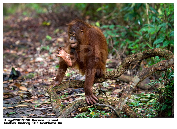 Pongo pygmaeus, ������, ���������, ������ Leakey, ����� Danau Buaya, ��������, ���������, ��������, ��������, �������������, �������������, �����, �����, ��������, Hominidae, ���������� ���������, �������������� ���������, Pongo pygmaeus,  Pithecus wallichii, Pithecus wallacei, �����, �����, ��������, ��������, XYZ