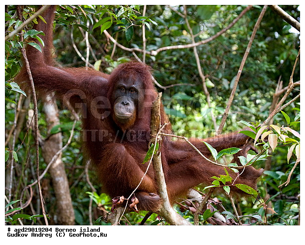 Pongo pygmaeus, ������, ���������, ������ Leakey, ����� Danau Buaya, ��������, ���������, ��������, ��������, �������������, �������������, �����, �����, ��������, Hominidae, ���������� ���������, �������������� ���������, Pongo pygmaeus,  Pithecus wallichii, Pithecus wallacei, �����, �����, ��������, ��������, XYZ