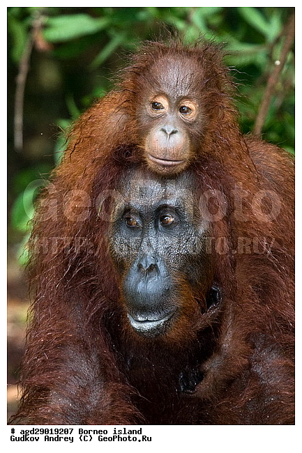 Pongo pygmaeus, ������, ���������, ������ Leakey, ����� Danau Buaya, ������, ����, ��������, ���������, ����, ���������, ��������, ��������, �������������, �������������, �����, �����, ��������, Hominidae, ���������� ���������, �������������� ���������, Pongo pygmaeus,  Pithecus wallichii, Pithecus wallacei, ��������, ��������, XYZ