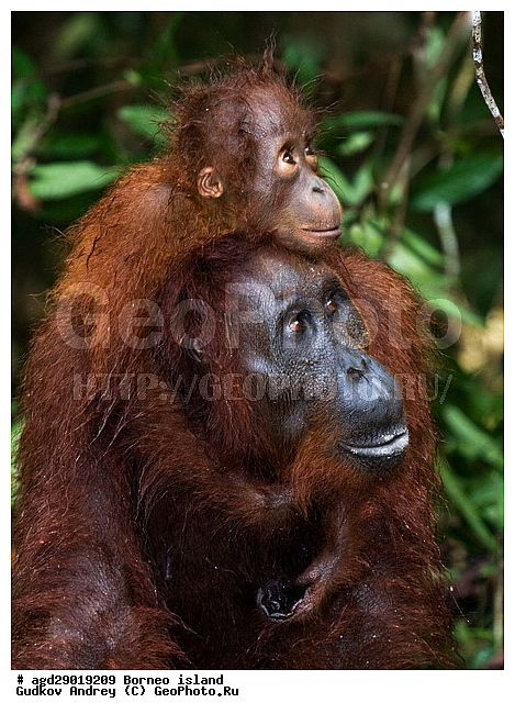 Pongo pygmaeus, ������, ���������, ������ Leakey, ����� Danau Buaya, ������, ����, ��������, ���������, ����, ���������, ��������, ��������, �������������, �������������, �����, �����, ��������, Hominidae, ���������� ���������, �������������� ���������, Pongo pygmaeus,  Pithecus wallichii, Pithecus wallacei, ��������, ��������, XYZ