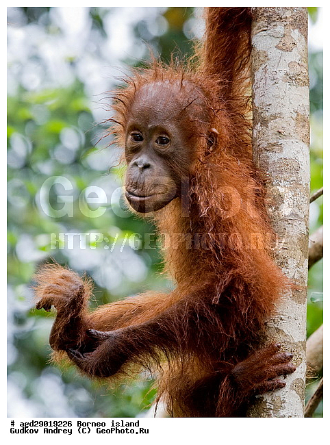 Pongo pygmaeus, ������, �������, ������� ���������, ���������, ������ Leakey, ����� Danau Buaya, ��������, ���������, ��������, ��������, �������������, �������������, �����, �����, ��������, Hominidae, ���������� ���������, �������������� ���������, Pongo pygmaeus,  Pithecus wallichii, Pithecus wallacei, �������, ��������, ��������, XYZ