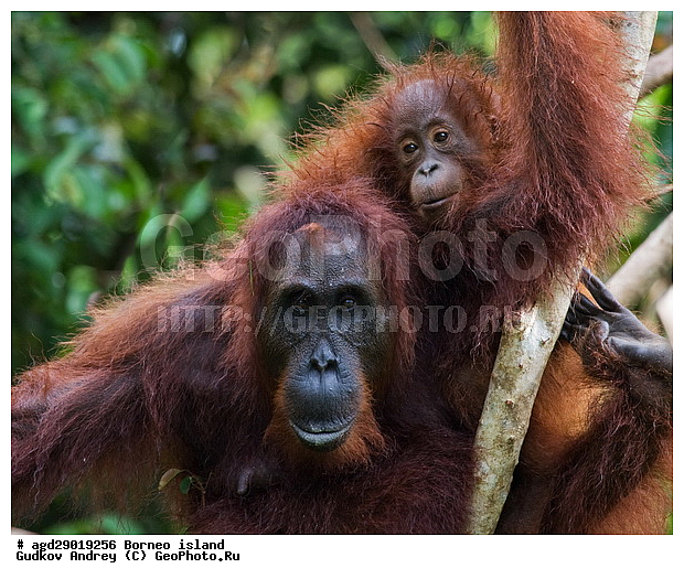 Pongo pygmaeus, ������, ���������, ������ Leakey, ����� Danau Buaya, ��������, ���������, ��������, ��������, �������������, �������������, �����, �����, ��������, Hominidae, ���������� ���������, �������������� ���������, Pongo pygmaeus,  Pithecus wallichii, Pithecus wallacei, ��������, ��������, XYZ