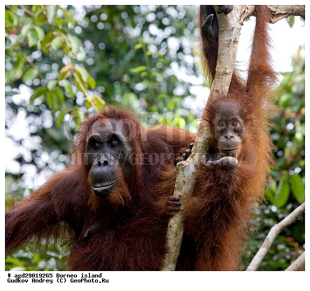Pongo pygmaeus, ������, ���������, ������ Leakey, ����� Danau Buaya, ��������, ���������, ��������, ��������, �������������, �������������, �����, �����, ��������, Hominidae, ���������� ���������, �������������� ���������, Pongo pygmaeus,  Pithecus wallichii, Pithecus wallacei, ��������, ��������, XYZ