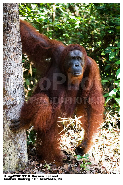 Pongo pygmaeus, ������, ���������, ������ Leakey, ����� Danau Buaya, ��������, ���������, ��������, ��������, �������������, �������������, �����, �����, ��������, Hominidae, ���������� ���������, �������������� ���������, Pongo pygmaeus,  Pithecus wallichii, Pithecus wallacei, �����, �����, ��������, ��������, XYZ