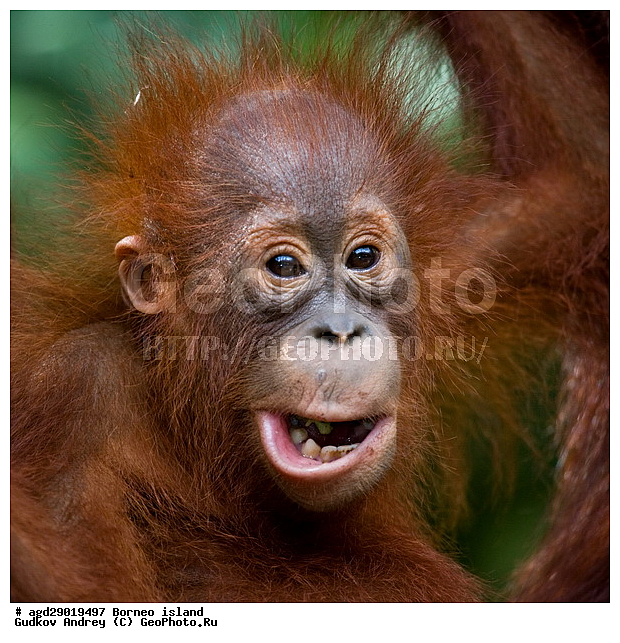 Pongo pygmaeus, ������, �������, ������� ���������, ���������, ������ Leakey, ����� Danau Buaya, ��������, ���������, ��������, ��������, �������������, �������������, �����, �����, ��������, Hominidae, ���������� ���������, �������������� ���������, Pongo pygmaeus,  Pithecus wallichii, Pithecus wallacei, �������, ��������, ��������, XYZ