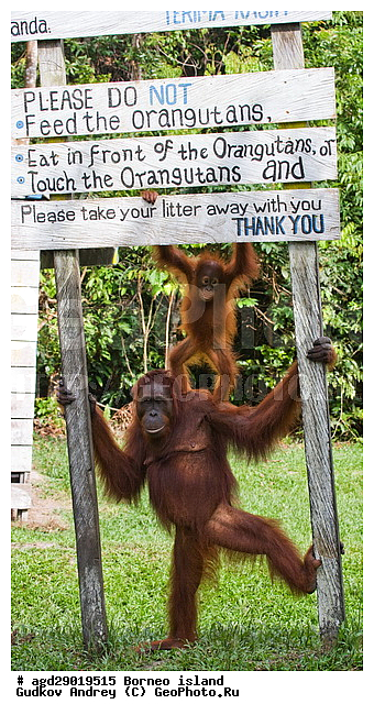 Pongo pygmaeus, ������, ���������, ������ Leakey, ����� Danau Buaya, ��������, ���������, ��������, ��������, �������������, �������������, �����, �����, ��������, Hominidae, ���������� ���������, �������������� ���������, Pongo pygmaeus,  Pithecus wallichii, Pithecus wallacei, ��������, ��������, XYZ