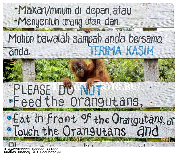 Pongo pygmaeus, ������, �������, ������� ���������, ���������, ������ Leakey, ����� Danau Buaya, ��������, ���������, ��������, ��������, �������������, �������������, �����, �����, ��������, Hominidae, ���������� ���������, �������������� ���������, Pongo pygmaeus,  Pithecus wallichii, Pithecus wallacei, �������, ��������, ��������, XYZ