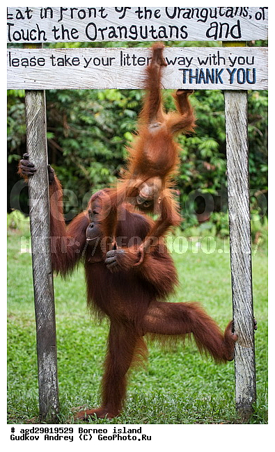 Pongo pygmaeus, ������, ���������, ������ Leakey, ����� Danau Buaya, ��������, ���������, ��������, ��������, �������������, �������������, �����, �����, ��������, Hominidae, ���������� ���������, �������������� ���������, Pongo pygmaeus,  Pithecus wallichii, Pithecus wallacei, ��������, ��������, XYZ