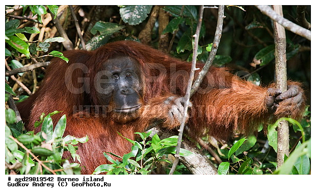 Pongo pygmaeus, ������, ���������, ������ Leakey, ����� Danau Buaya, ��������, ���������, ��������, ��������, �������������, �������������, �����, �����, ��������, Hominidae, ���������� ���������, �������������� ���������, Pongo pygmaeus,  Pithecus wallichii, Pithecus wallacei, ��������, ��������, XYZ