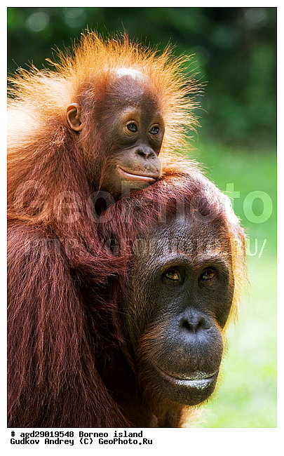 Pongo pygmaeus, ������, ���������, ������ Leakey, ����� Danau Buaya, ��������, ���������, ��������, ��������, �������������, �������������, �����, �����, ��������, Hominidae, ���������� ���������, �������������� ���������, Pongo pygmaeus,  Pithecus wallichii, Pithecus wallacei, ��������, ��������, XYZ
