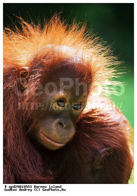 Pongo pygmaeus, ������, ���������, ������ Leakey, ����� Danau Buaya, ��������, ���������, ��������, ��������, �������������, �������������, �����, �����, ��������, Hominidae, ���������� ���������, �������������� ���������, Pongo pygmaeus,  Pithecus wallichii, Pithecus wallacei, ��������, ��������, XYZ