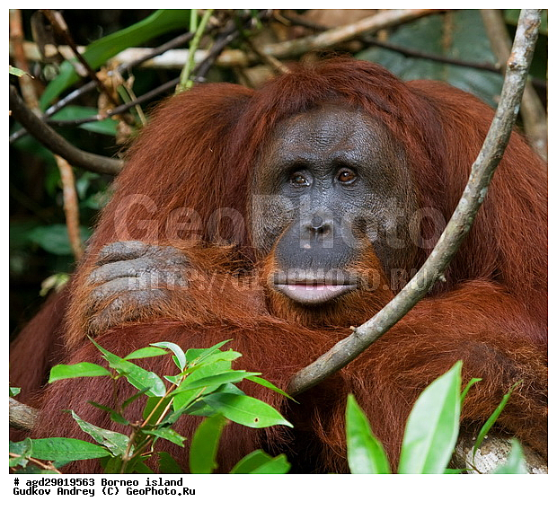 Pongo pygmaeus, ������, ���������, ������ Leakey, ����� Danau Buaya, ��������, ���������, ��������, ��������, �������������, �������������, �����, �����, ��������, Hominidae, ���������� ���������, �������������� ���������, Pongo pygmaeus,  Pithecus wallichii, Pithecus wallacei, ��������, ��������, XYZ