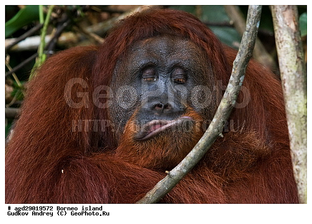 Pongo pygmaeus, ������, ���������, ������ Leakey, ����� Danau Buaya, ��������, ���������, ��������, ��������, �������������, �������������, �����, �����, ��������, Hominidae, ���������� ���������, �������������� ���������, Pongo pygmaeus,  Pithecus wallichii, Pithecus wallacei, ��������, ��������, XYZ