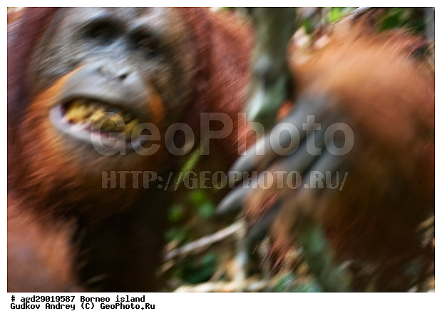Pongo pygmaeus, ������, ���������, ������ Leakey, ����� Danau Buaya, ��������, ���������, ��������, ��������, �������������, �������������, �����, �����, ��������, Hominidae, ���������� ���������, �������������� ���������, Pongo pygmaeus,  Pithecus wallichii, Pithecus wallacei, ��������, ��������, XYZ