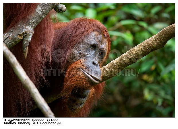 Pongo pygmaeus, ������, ���������, ������ Leakey, ����� Danau Buaya, ��������, ���������, ��������, ��������, �������������, �������������, �����, �����, ��������, Hominidae, ���������� ���������, �������������� ���������, Pongo pygmaeus,  Pithecus wallichii, Pithecus wallacei, ��������, ��������, XYZ