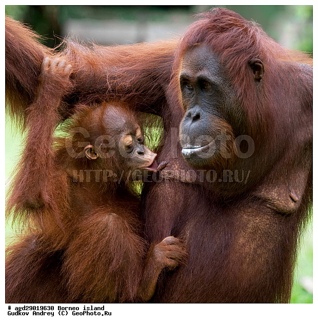 Pongo pygmaeus, ������, ���������, ������ Leakey, ����� Danau Buaya, ��������, ���������, ��������, ��������, �������������, �������������, �����, �����, ��������, Hominidae, ���������� ���������, �������������� ���������, Pongo pygmaeus,  Pithecus wallichii, Pithecus wallacei, ��������, ��������, XYZ