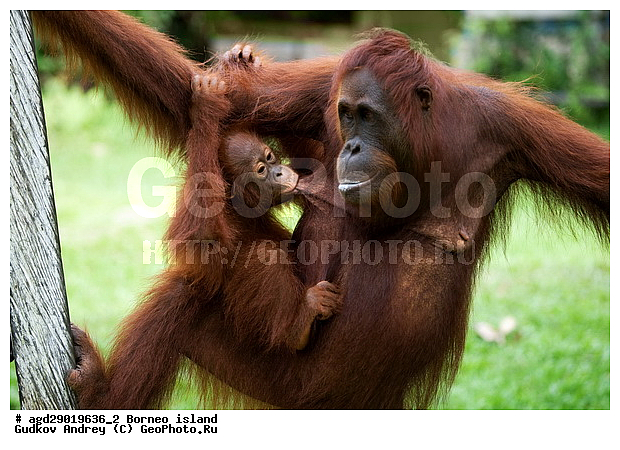Pongo pygmaeus, ������, ���������, ������ Leakey, ����� Danau Buaya, ��������, ���������, ��������, ��������, �������������, �������������, �����, �����, ��������, Hominidae, ���������� ���������, �������������� ���������, Pongo pygmaeus,  Pithecus wallichii, Pithecus wallacei, ��������, ��������, XYZ