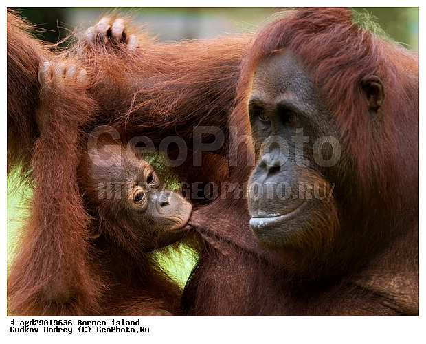 Pongo pygmaeus, ������, ���������, ������ Leakey, ����� Danau Buaya, ��������, ���������, ��������, ��������, �������������, �������������, �����, �����, ��������, Hominidae, ���������� ���������, �������������� ���������, Pongo pygmaeus,  Pithecus wallichii, Pithecus wallacei, ��������, ��������, XYZ