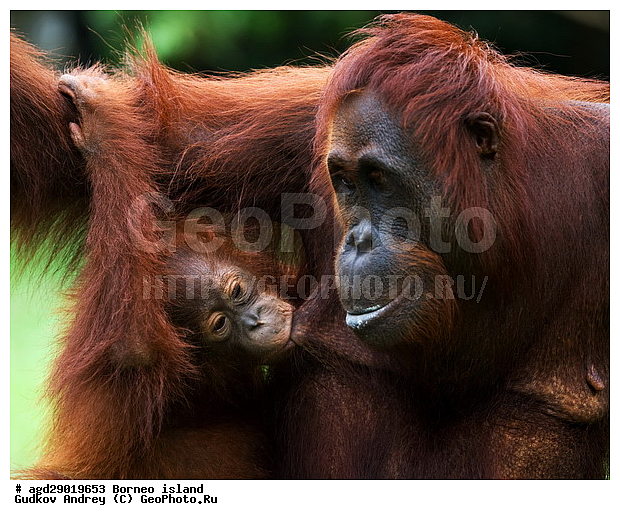 Pongo pygmaeus, ������, ���������, ������ Leakey, ����� Danau Buaya, ��������, ���������, ��������, ��������, �������������, �������������, �����, �����, ��������, Hominidae, ���������� ���������, �������������� ���������, Pongo pygmaeus,  Pithecus wallichii, Pithecus wallacei, ��������, ��������, XYZ