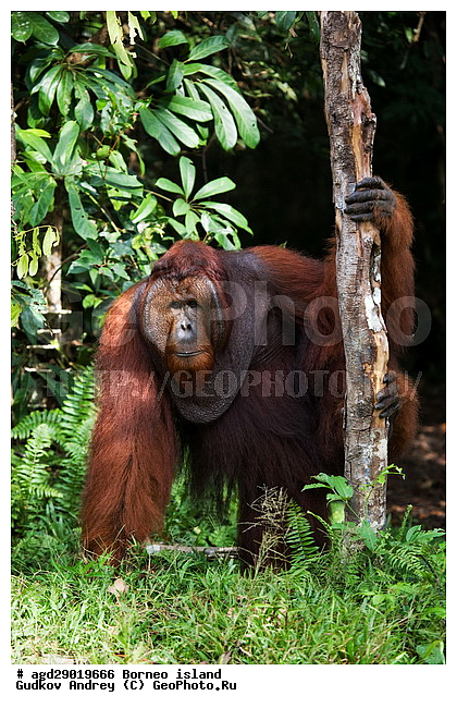 Pongo pygmaeus, ������, ���������, ������ Leakey, ����� Danau Buaya, ��������, ���������, ��������, ��������, �������������, �������������, �����, �����, ��������, Hominidae, ���������� ���������, �������������� ���������, Pongo pygmaeus,  Pithecus wallichii, Pithecus wallacei, ��������, ��������, XYZ